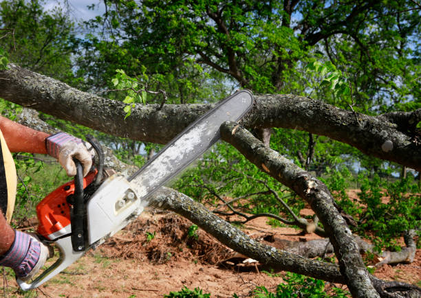 How Our Tree Care Process Works  in  Las Vegas, NV